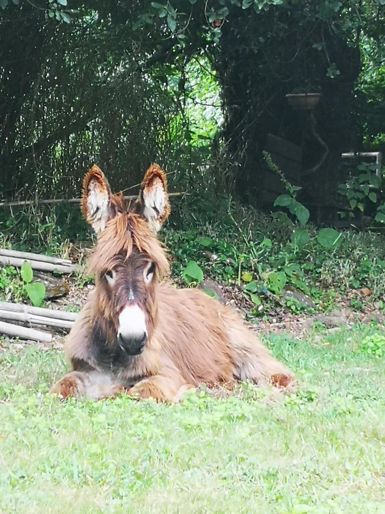 Quinta das Águias Aveiro Esterno foto