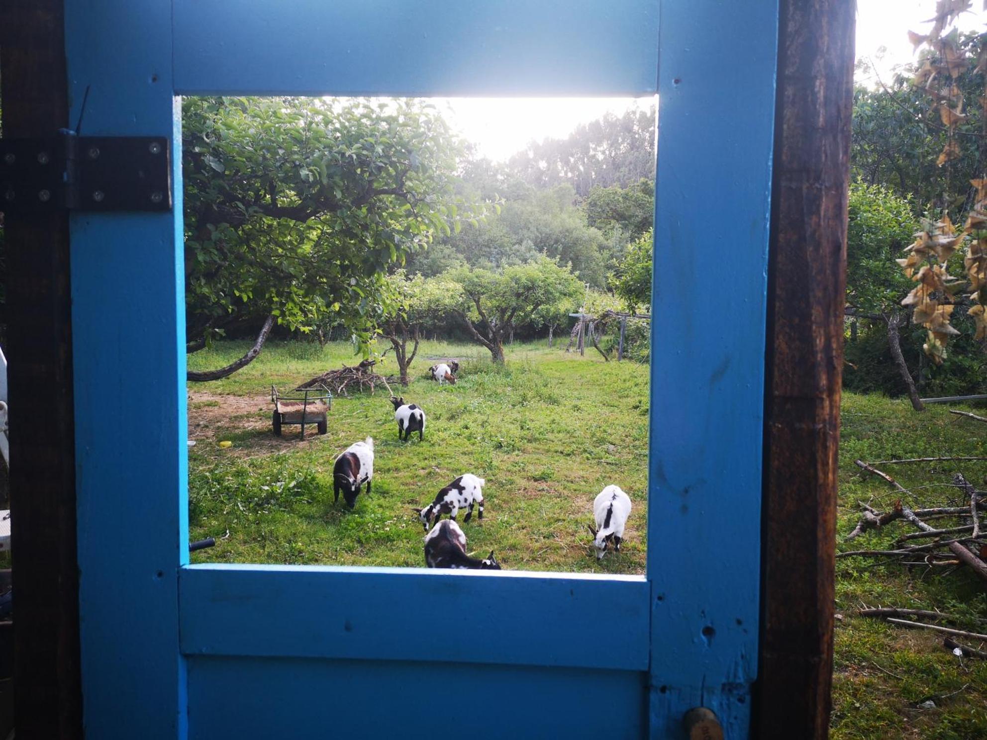 Quinta das Águias Aveiro Esterno foto